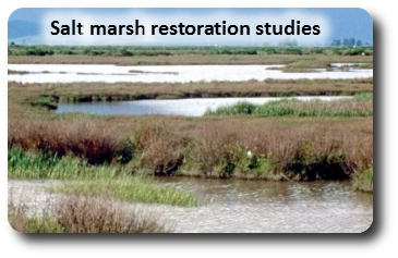 Northern California salt marsh